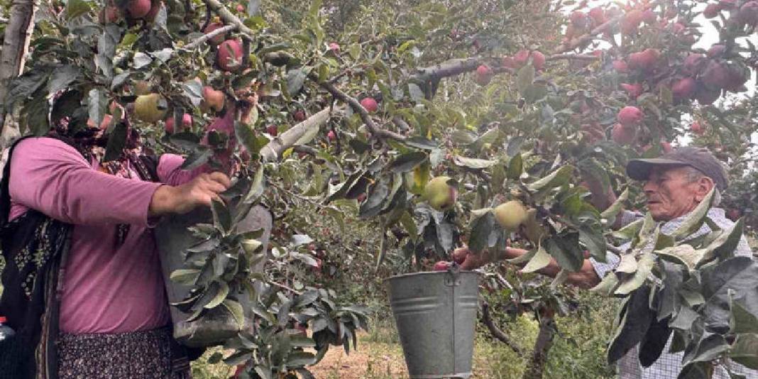 Bu ürün üreticisini güldürüyor, herkes görüyor! Kuraklık onları etkilemiyor verim coşuyor: Fiyatı bu yıl yükseliyor 5